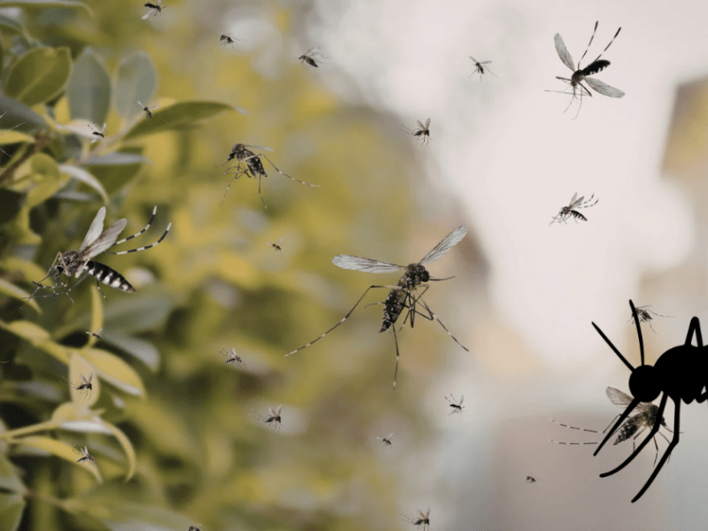 The World’s Deadliest&nbsp;Animal